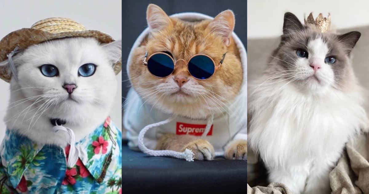 IG超人氣7隻貓咪網紅推薦!下班紓壓最佳良藥,療癒、可愛激萌樣一秒融化