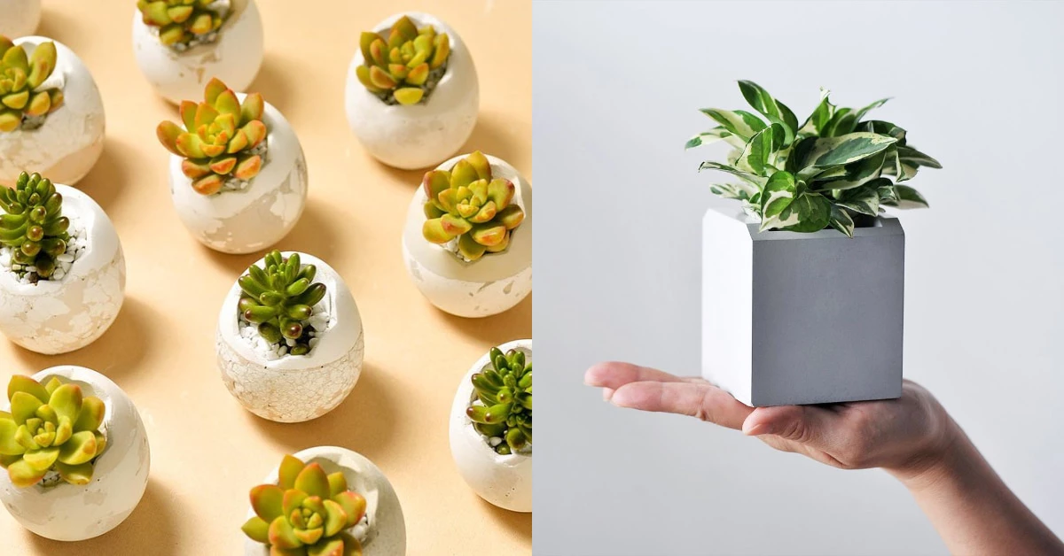 盆栽線上購物推薦這5家！「多肉植物」文青界小有名氣，新手可從「2Ustyle」開始