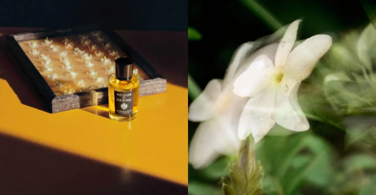 Acqua di Parma 迷煙茉莉淡香精,12ml/NTD2,600;50ml/NTD9,500