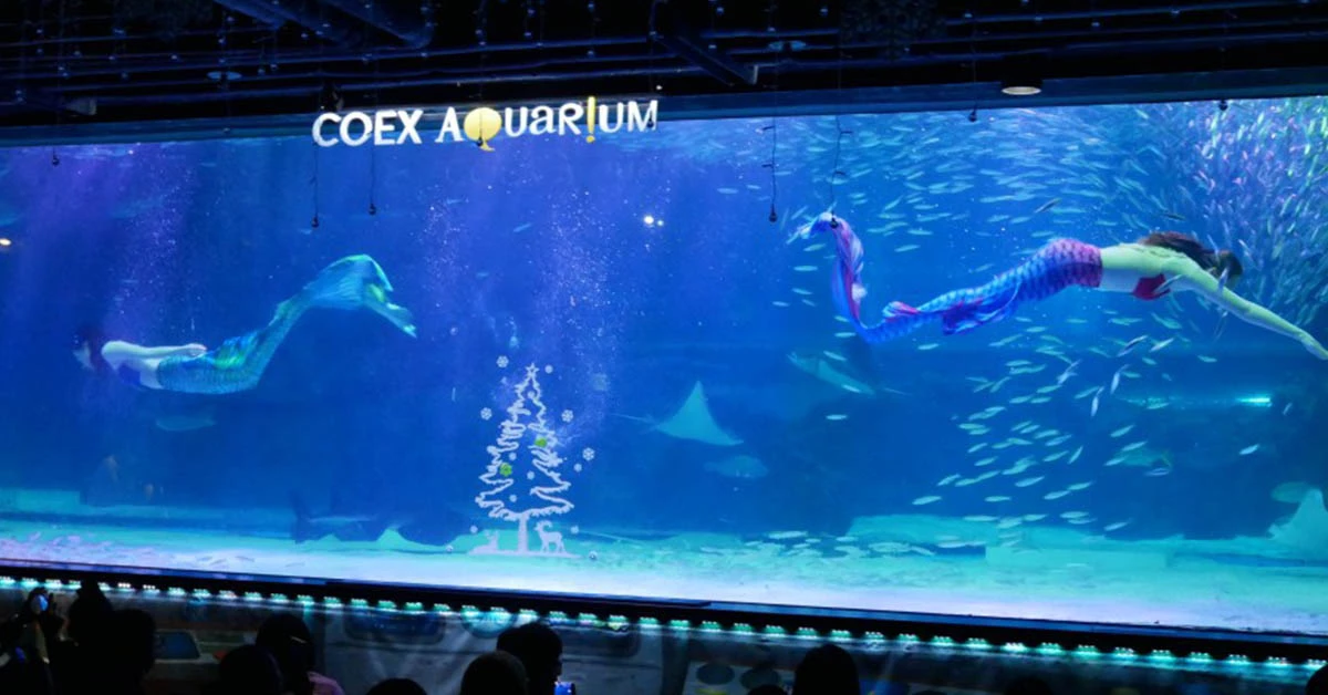 【韓國】首爾COEX水族館完整攻略:門票、交通、營業時間、主題展區介紹、美人魚表演、餵食表演時間