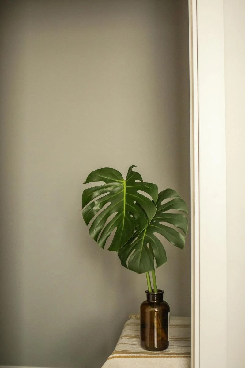 風水實務中,植物被視為「活的能量」,能調節空間氣場、帶來生機。常被提及的富貴竹、發財樹,寓意明確;近年流行的龜背芋、南洋杉,則因葉形舒展、生命力強,也被認為有助穩定磁場。關鍵不在於品項,而在於「健康狀態」。枯黃葉片、積水盆土,都可能被視為氣場衰敗的象徵,反而影響運勢。植物宜擺放在採光良好、空氣流通的位置,如窗邊或客廳角落,避免陰暗潮濕。若生活忙碌,選擇好照顧的品種,才能真正讓植物成為助力,而非心理負擔。