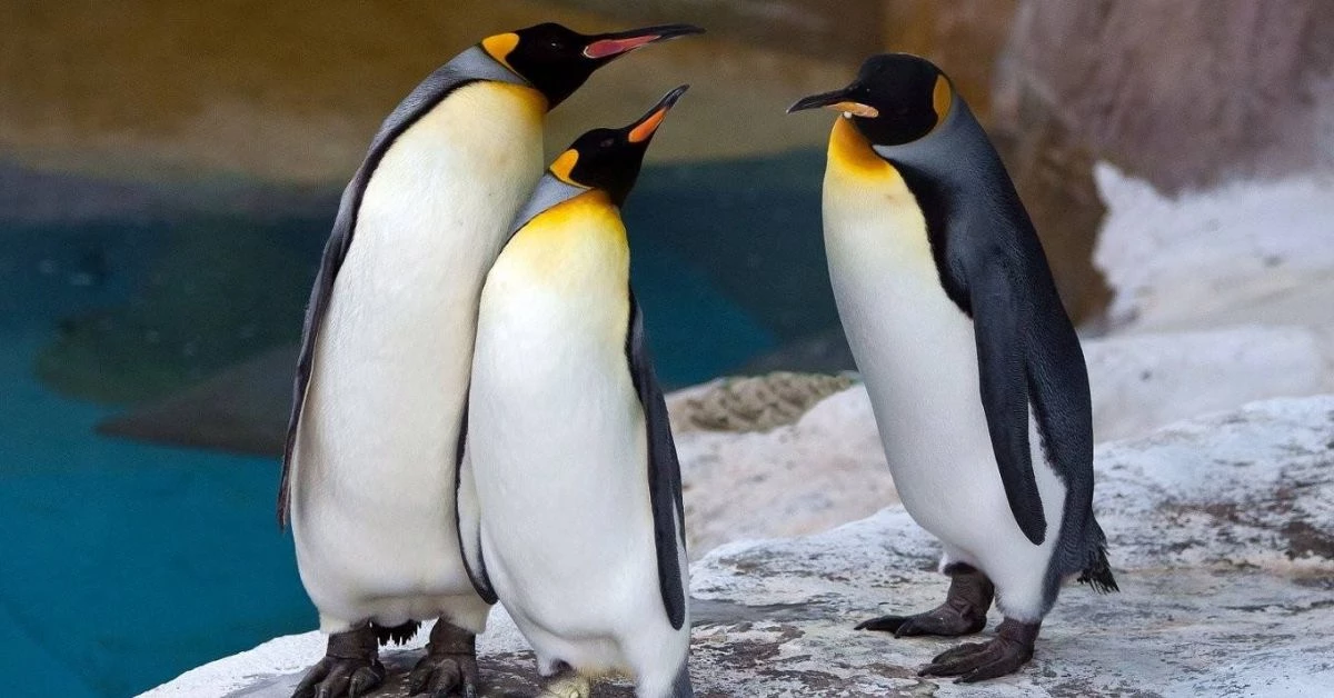 來木柵動物園也能體驗「夜間動物園」!更推保育講堂、實境遊戲,為孩子留下美好暑期回憶!
