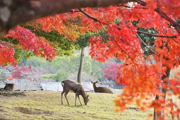 「奈良公園」以古寺、鹿群與四季美景聞名。