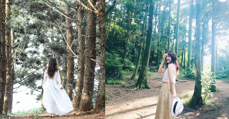 小心美到忘了呼吸！盤點全台5個「森林秘境」放假就必須療癒，伸手擁抱芬多精
