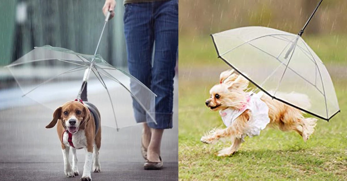 雨再大狗兒子也不能濕!專為毛小孩設計的「狗雨傘」,梅雨季也不怕