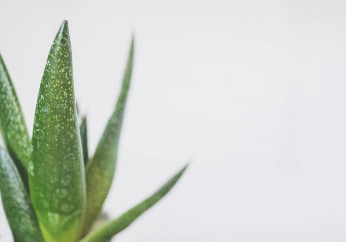 日常保濕蘆薈凝膠要用於化妝水後
