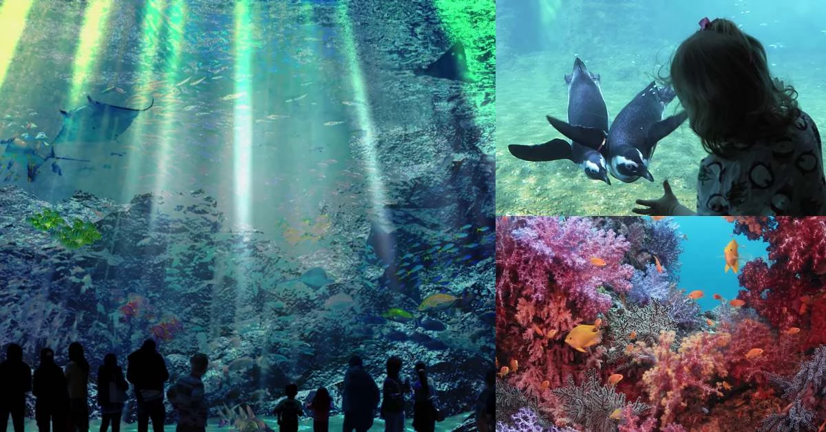 桃園青浦Xpark水族館要開啦!2020最讓人期待的遊樂設施,開幕日、票價、亮點一次曝光!