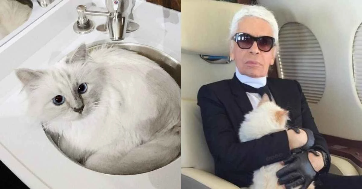 老佛爺親自掌鏡！卡爾拉格斐的愛貓Choupette的個人寫真即將上架！
