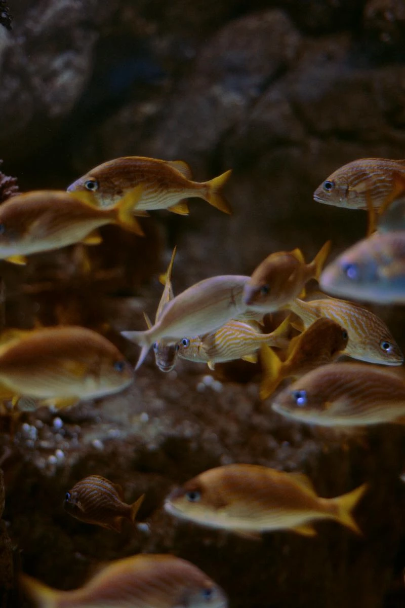 「鱘魚滿月」常見問題,一篇解答。
