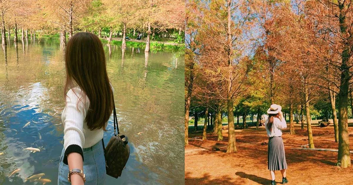 竟然提早紅了！熱搜全台「9個已轉紅落羽松秘境」：美得不合理，這是國外的明信片嗎？