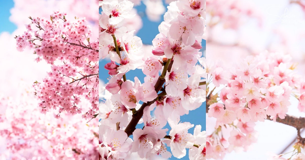 2019日本賞櫻名所總整理!5個美哭人心的花見好去處