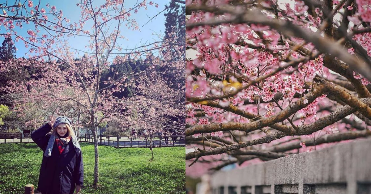 2020粉紅櫻花季開跑!全台5處「特色賞櫻景點」推薦,漫步櫻花林走春、野餐超浪漫