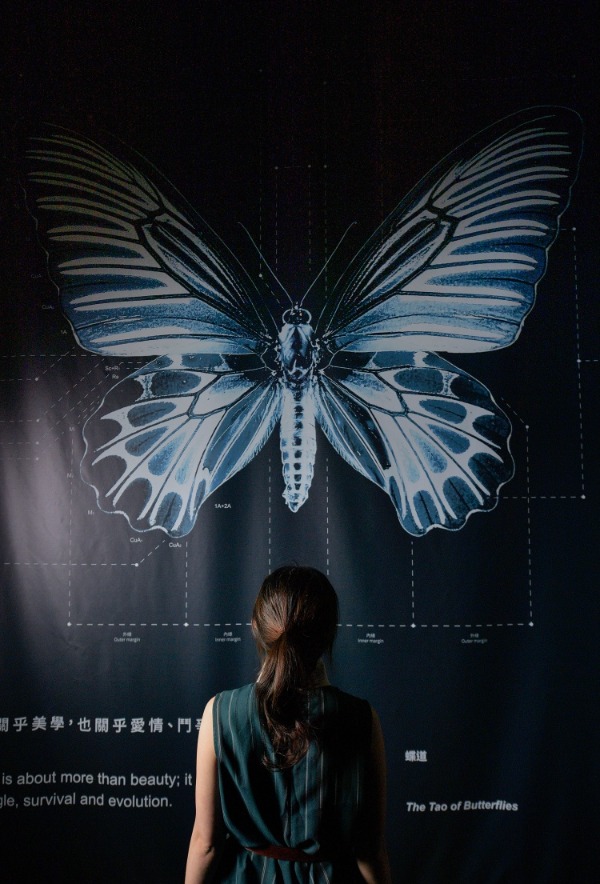 國立臺灣博物館推出特展「島嶼飛行：臺灣蝶蛾生存記」，以六大展區、近 300 件典藏標本，揭露臺灣 5,200 種蝶蛾的生存樣貌。
