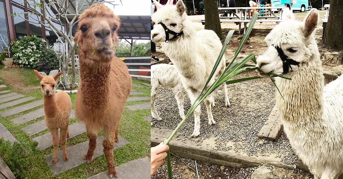 草泥馬咖啡廳你去過沒?超萌羊駝店員就去這3個地方看