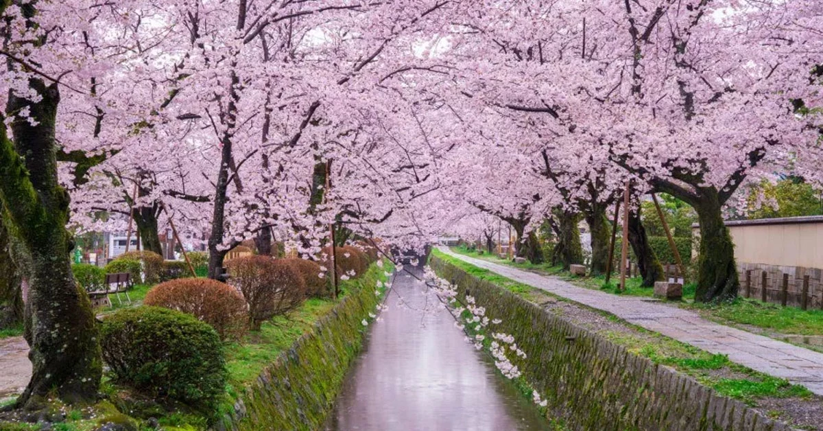 【日本】京都五天四夜規劃,清水寺、金閣寺、京都車站、和服,怎麼安排路線?