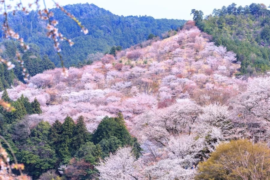 山櫻是日本最早被欣賞與書寫的櫻花類型，花與嫩葉同時生長，色調層次豐富。奈良吉野山的櫻花正是以山櫻為主，依地勢分為下千本、中千本、上千本與奧千本，花期隨海拔逐步推移。不同於單一品種的大規模栽植，吉野山呈現的是自然山林中的櫻花景觀，也讓這裡成為理解日本賞櫻歷史脈絡的重要地點。