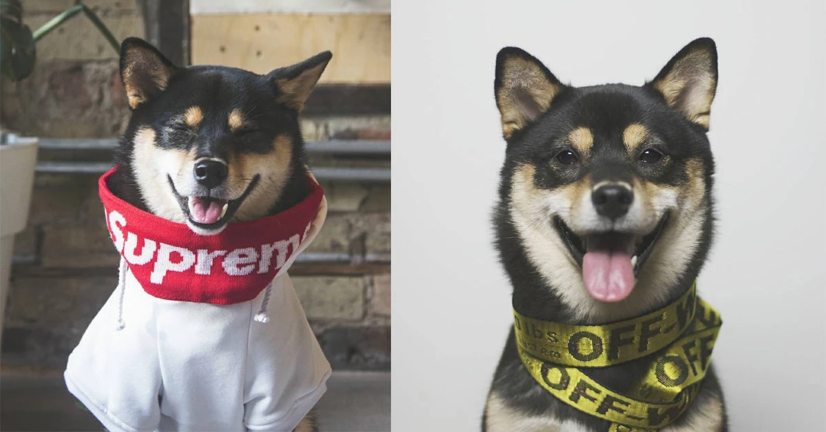 狗年怎麼穿才時尚？讓時尚柴犬Dachi the Shiba教你穿搭密技