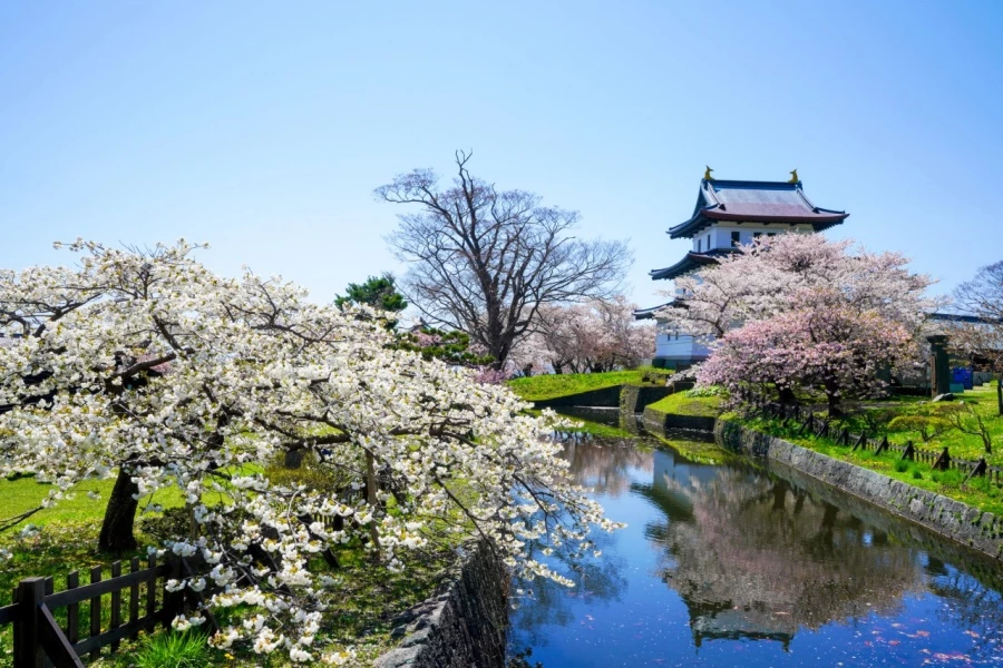 蝦夷山櫻是北海道代表性的櫻花品種，耐寒、耐風，花期通常落在4月下旬至5月上旬。松前公園內匯集多達200多種櫻花，其中蝦夷山櫻是最重要的主角之一。當本州櫻花季已近尾聲，北海道才剛迎來滿開，也讓賞櫻行程自然延伸至春末。