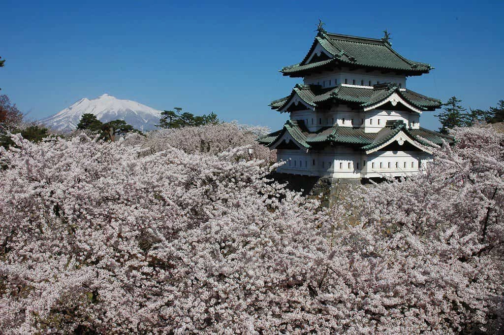 青森弘前公園以高密度染井吉野櫻聞名，同時也能看到枝垂櫻與八重櫻交錯盛開。由於氣候較冷，花期通常在四月中下旬，園內護城河的「花筏」景象，是日本賞櫻攝影中的經典畫面之一。不同品種同時登場，也讓弘前成為理解櫻花差異的絕佳現場。