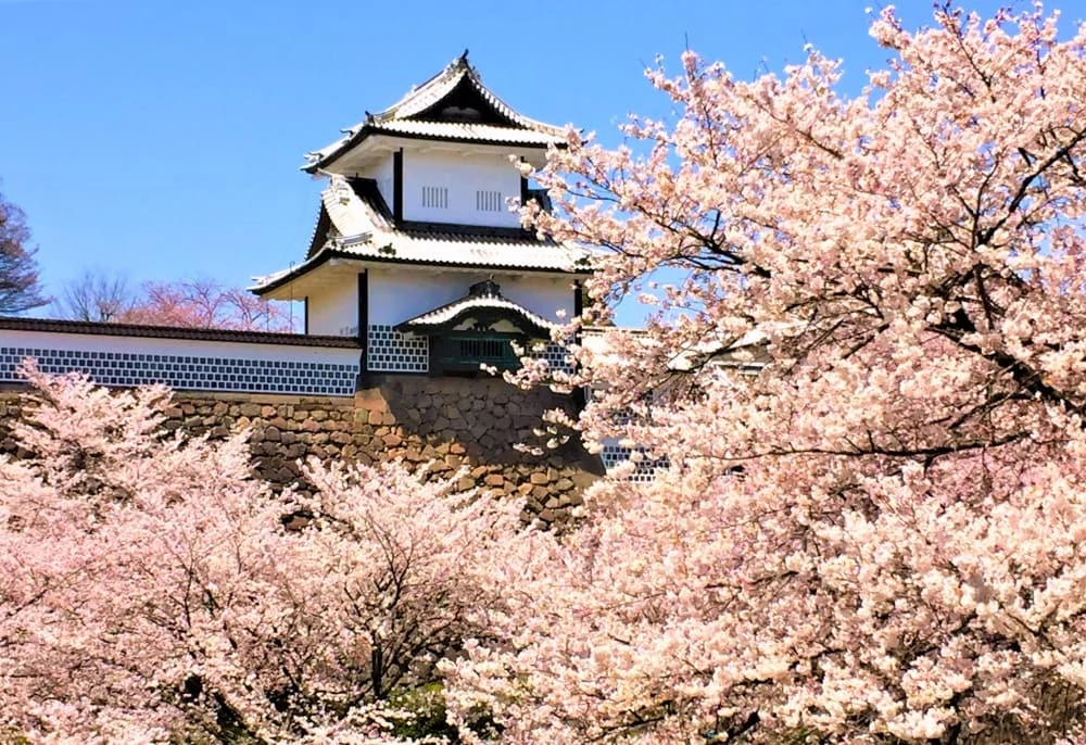 兼六園以日式庭園聞名，園內櫻花品種配置相對節制，包含染井吉野、山櫻與枝垂櫻。相較於大規模櫻花林，兼六園更重視櫻花與水景、石橋、松樹之間的比例關係。這裡的賞櫻經驗偏向「觀看方式」本身，也適合想深入理解日本庭園美學的旅人。