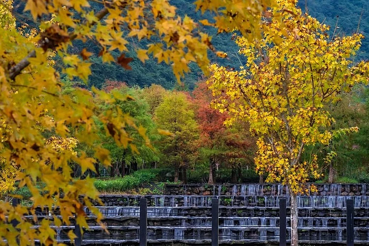 宜蘭近年爆紅的落羽松秘境「三層坪水土保持農塘教育園區」，曾在2022年底因遊客人數暴增，導致草皮受損、周邊交通壅塞而暫時封園整修，終於在今年12月正式重新開放。