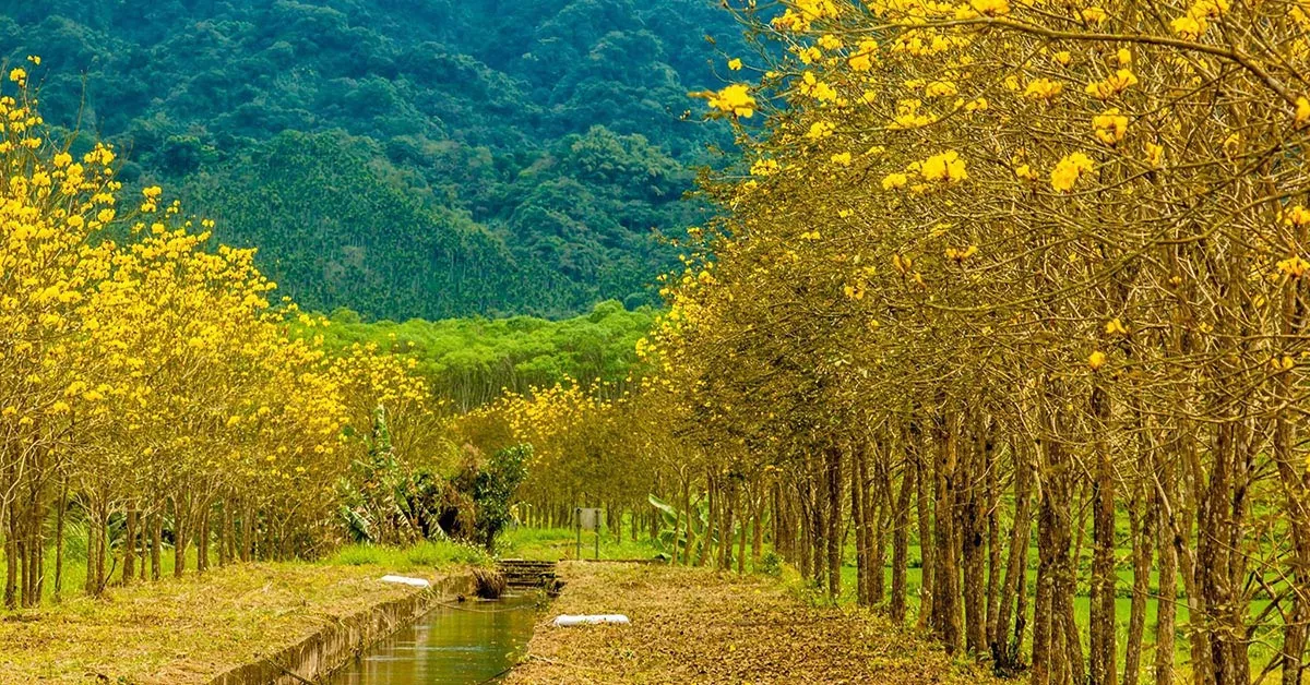 全台風鈴木盛開,全台賞風鈴木景點大公開