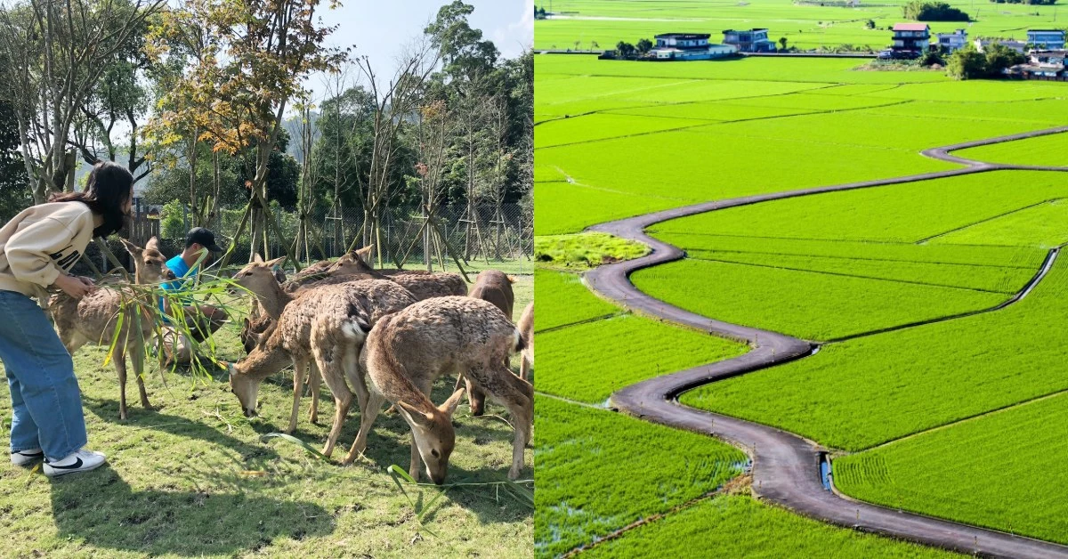 遠離台北塵囂!到宜蘭版伯朗大道拍照、《斑比山丘》跟小鹿近距離接觸