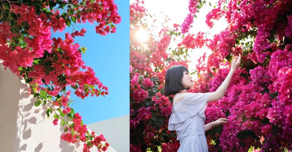 全台「九重葛」絕美秘境!6個賞花景點整理小希臘花牆、粉色漸層花海,IG美照都在這拍!