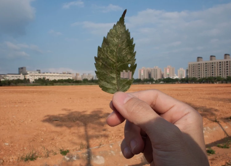 王雅慧,《葉洞》,2011,微噴輸出於半光面相紙,37.5 × 50公分(×6)。臺北市立美術館典藏。