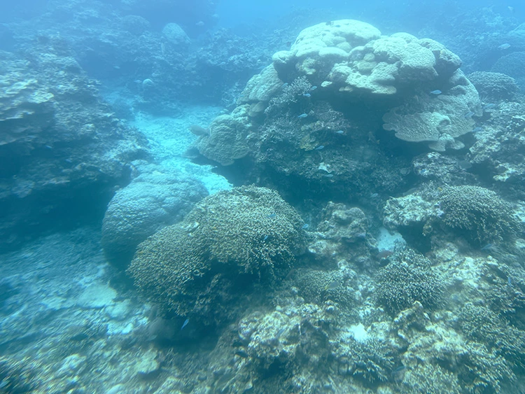 搭船出海後,透過船底的玻璃觀景窗,珊瑚礁、熱帶魚群在身旁緩緩展開,清澈到近乎不真實的宮古藍,幾乎難以用相機完整捕捉,只能親眼體會