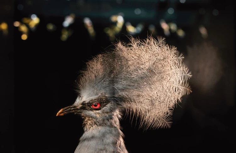 立木義浩,《藍鳳冠鳩》,山階鳥類研究所典藏©Yoshihiro Tatsuki