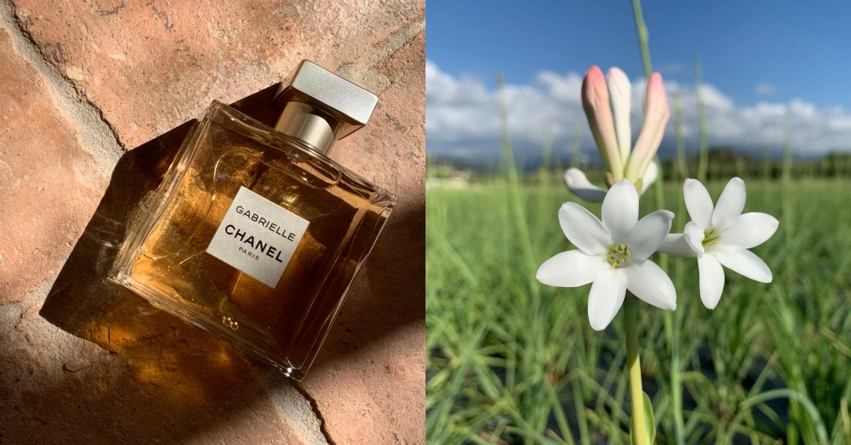 直擊法國格拉斯花田,揭開香奈兒嘉柏麗香水的秘密!你噴的香水竟是這樣來的?
