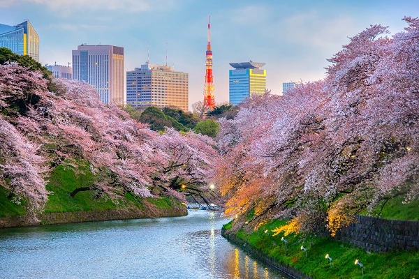 日本東京 千鳥淵