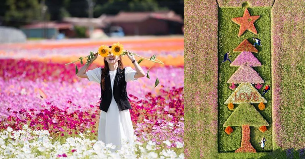 IG打卡新景點!2019桃園花彩節美得就像仙境,大溪搶先開跑「彩色花海」超殺底片!