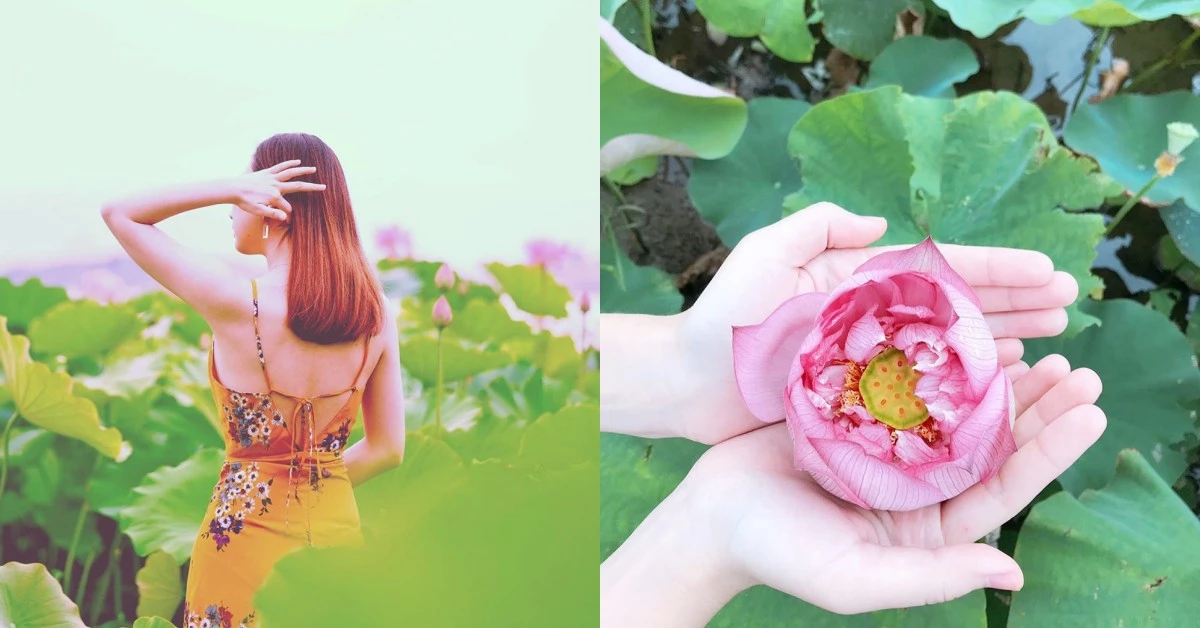 7月將邁入荷花盛開期!台北5處賞荷、賞蓮仙女池打卡去處推薦