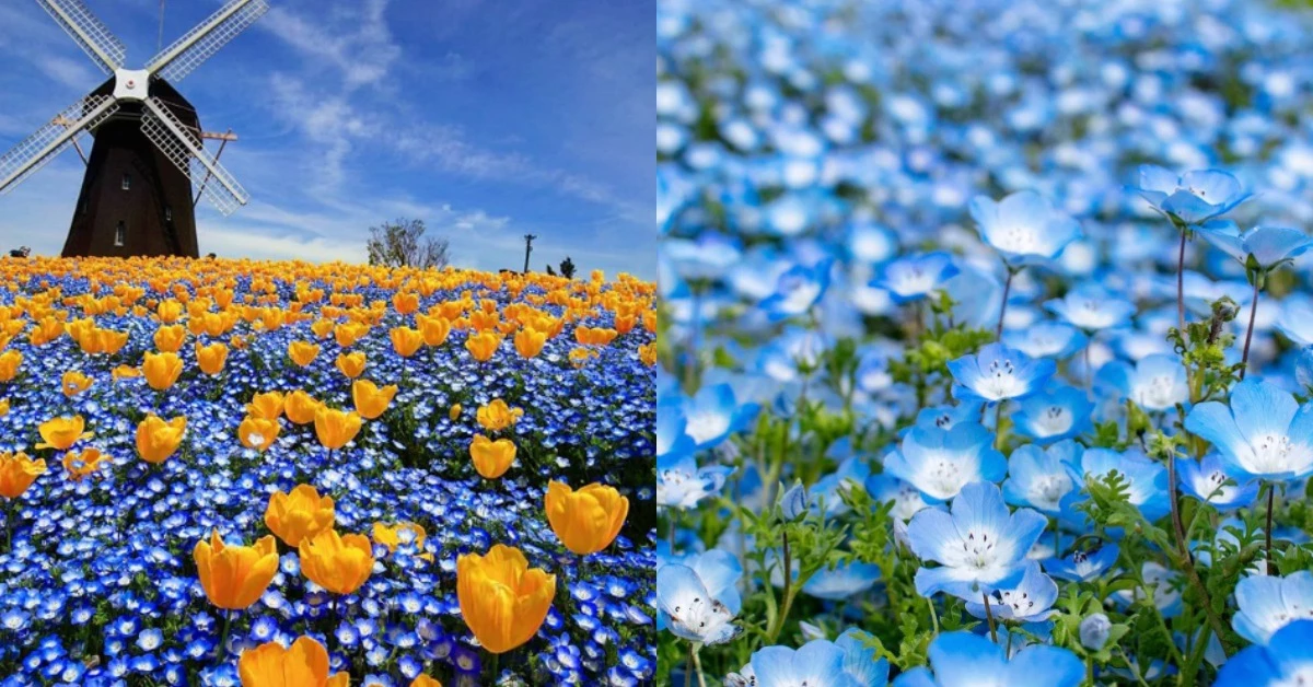 不要只知道櫻花與海芋！日本四、五月必賞「粉蝶花」這5處夢幻綻開