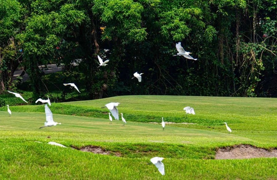 前身為高爾夫球場,坐落於高雄市鳥松區的「果嶺自然公園」,占地廣達 70 公頃。這座城市綠洲於去年底開始免費開放,也是全台第一座由高爾夫球場轉型而成的自然公園。儘管目前尚未廣為人知,卻已悄悄成為高雄人心中的「秘境」。園區不僅適合踏青、運動,天氣晴朗時還有機會遠眺北大武山,並欣賞湖畔成排的落羽松,絕對是週末假日及春節連假踏青的首選之一。