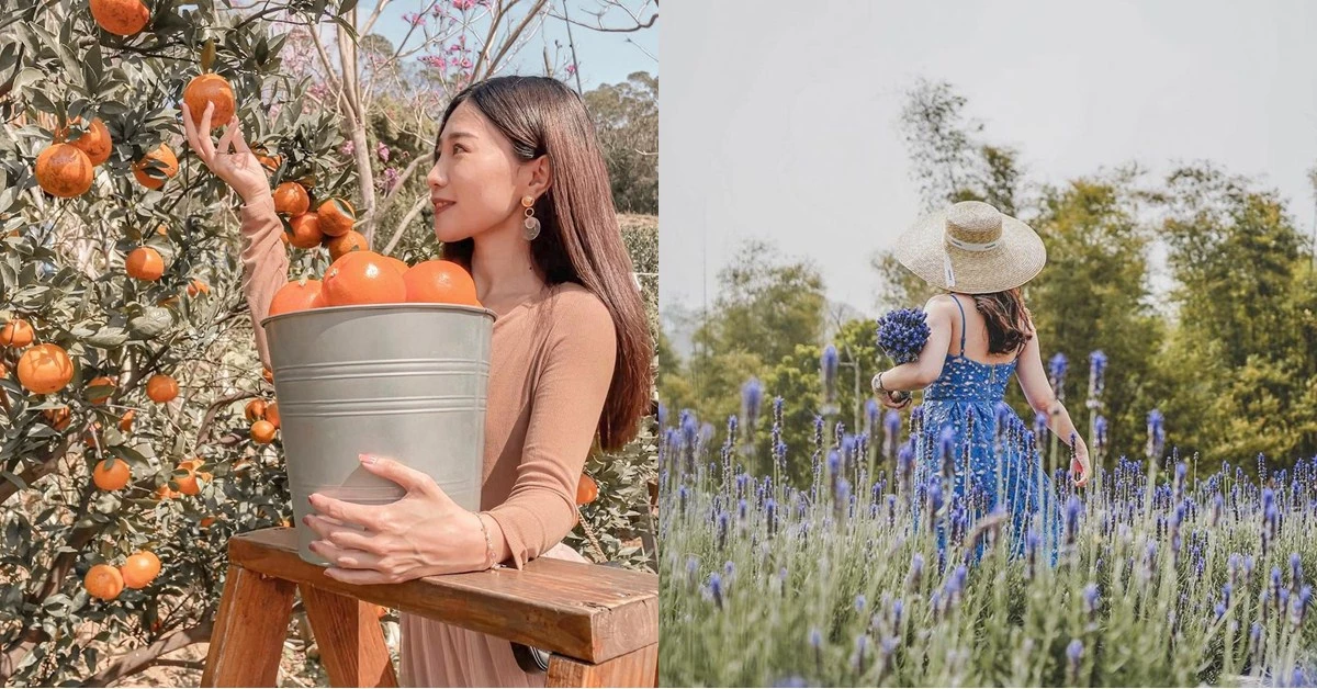 療癒假期這樣過!4個苗栗「花草系」浪漫景點,享受百花盛開之美