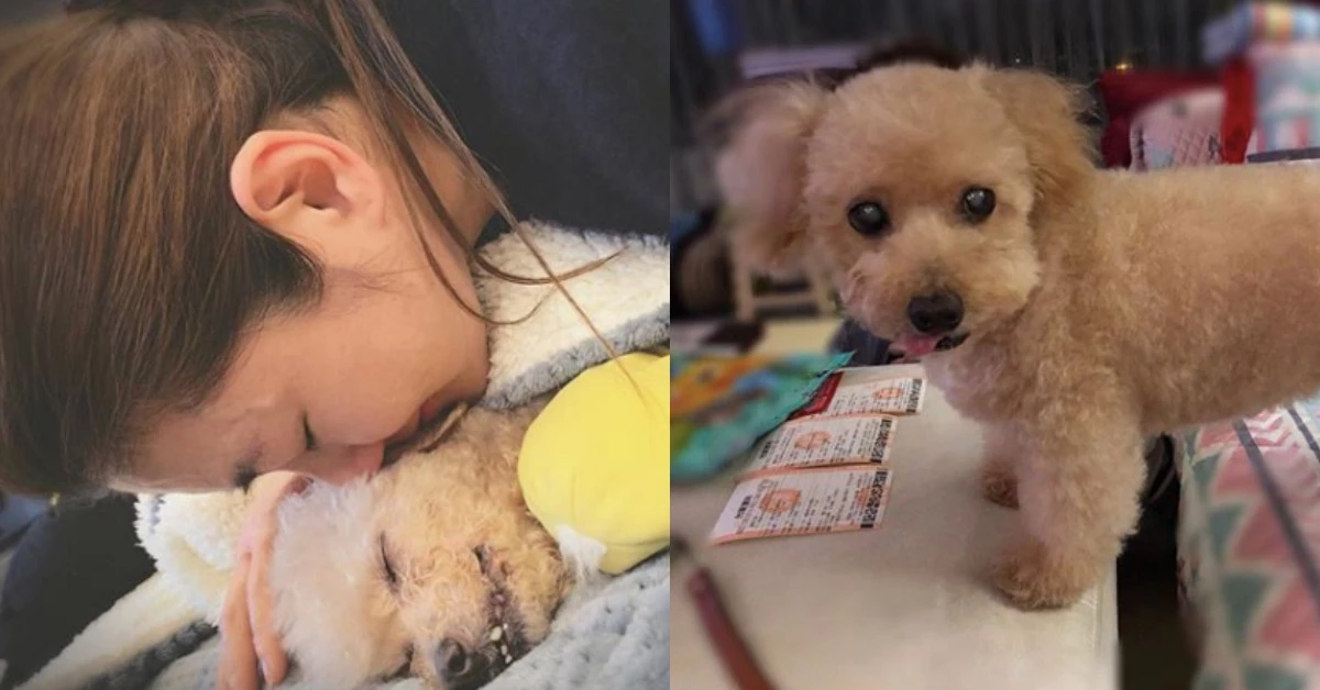 養寵物最揪心的痛!Selina愛犬離世:「妳在我心裡永遠是彩色模樣」惹哭網友