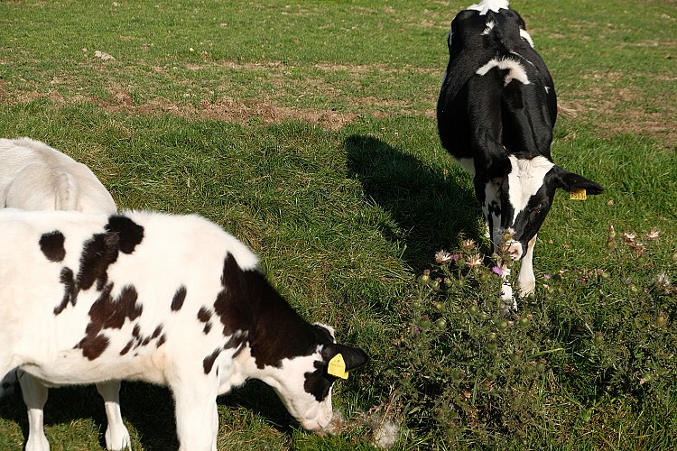 農場裡有三種乳牛：荷蘭乳牛、娟姍牛和瑞士褐牛，想一次體驗這份自然的濃度，最棒的方法就是參加「農場下午茶」，在午後的陽光下細細品嚐屬於牧場的味道。