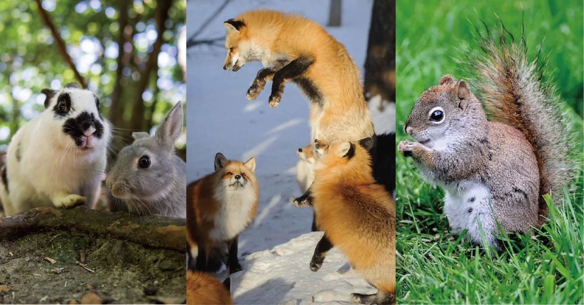 除了貓島外,日本還是動物天堂!到兔子島、狐狸村、松鼠園療癒身心