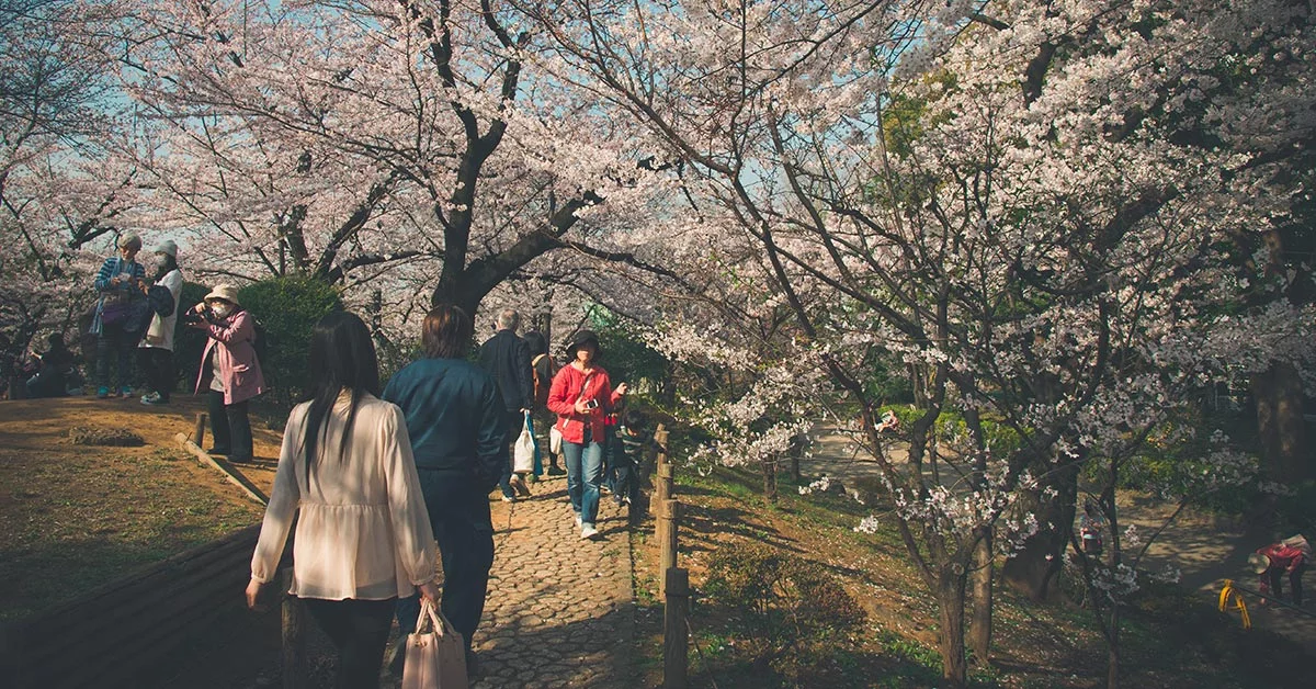 東京近郊野餐成為新流行，編輯推薦四個可以野餐也能賞櫻的景點大公開