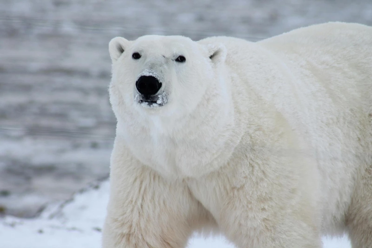 白熊效應（White Bear Phenomenon）又稱為「後抑制反彈效應」（Ironic Process Theory），關於它的經典實驗非常簡單——研究者請受試者在五分鐘內「不要想白熊」。結果顯示，受試者平均每分鐘都會想到白熊一次以上。原因在於，大腦在執行壓抑的動作時，會同時啟動一個「監控系統」來確保你有持續壓抑該念頭；而這個監控系統本身，就會不斷搜尋是否出現「白熊」相關的想法，因此反而提高其出現頻率。換言之，「不要想」本身就是在提醒大腦「要想」。放到感情世界裡，這就是為什麼失戀後越告訴自己「要走出來」，心裡反而越容易重播那些已經不想再回憶的片段。