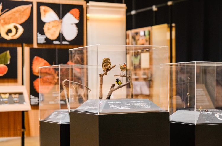 蝶蛾日間鳥類天敵標本｜攝影/趙崇英｜圖片提供/ 格式設計
