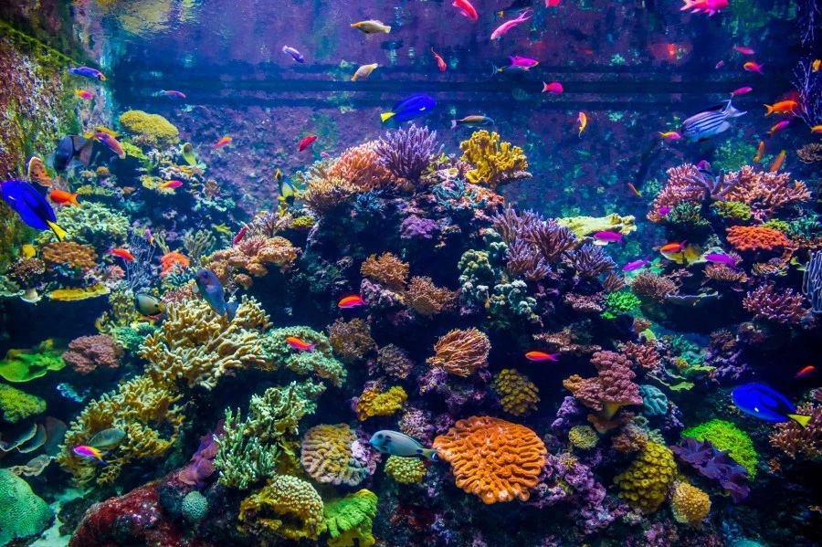 S.E.A.海洋館 S.E.A. Aquarium