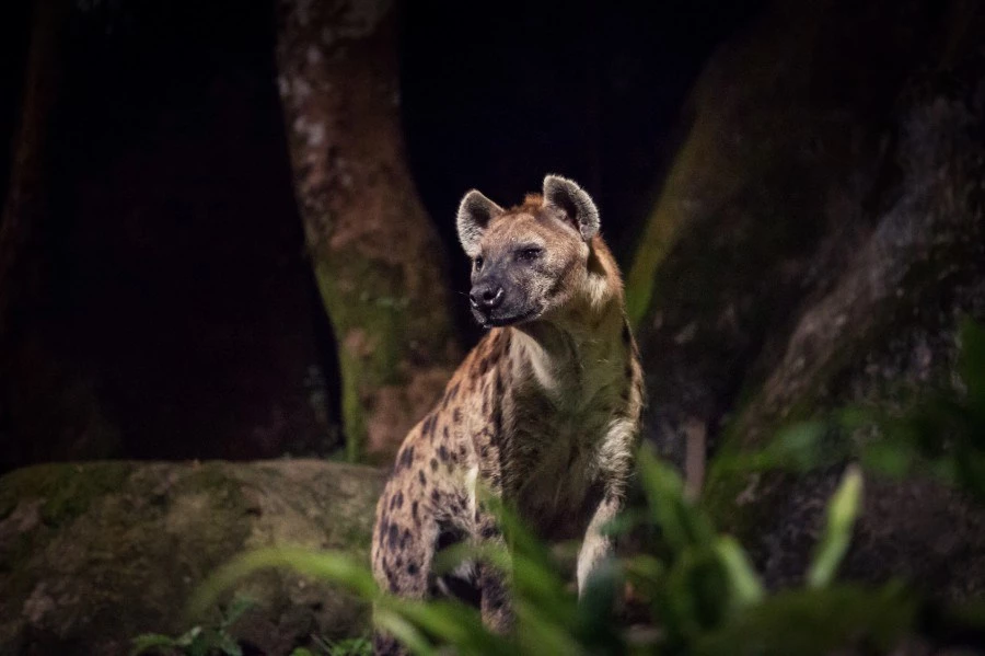 夜間野生動物園 Night Safari