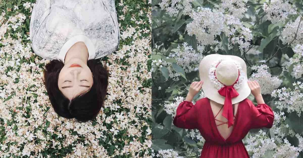 夏雪了！油桐花季提早綻放，苗栗「粉色漸層竹籤海」馬上約姐妹們一起來當花仙子