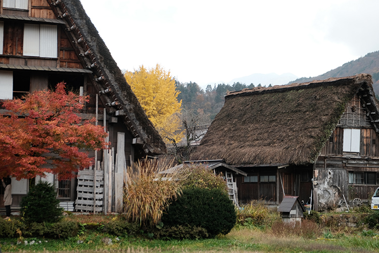 高山古城區在紅葉映照下更添懷舊氣息，沿著宮川晨市散步，木造町屋、古橋與河畔兩側的楓紅交織，讓人彷彿穿越時光。