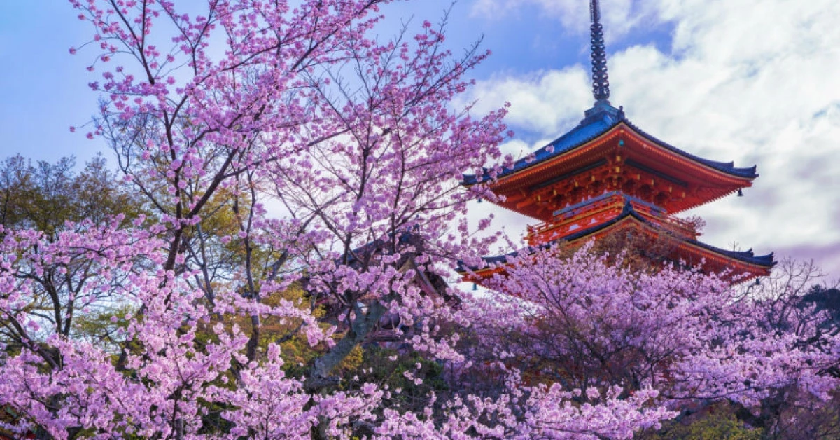【日本】2018最新！京都賞櫻景點總整理，早櫻、晚櫻、夜櫻一次滿足