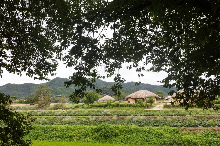 安東河回村以純粹的歷史底蘊與生活脈動為核心——瓦屋、庭院、瓦脊之間流動著農耕社會的節奏;在這裡,仍有居民以韓屋為家,延續千年的生活方式。